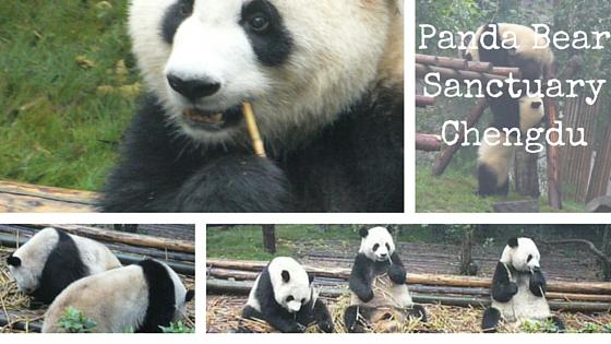 Panda Bear Sanctuary – My Experience in China 13