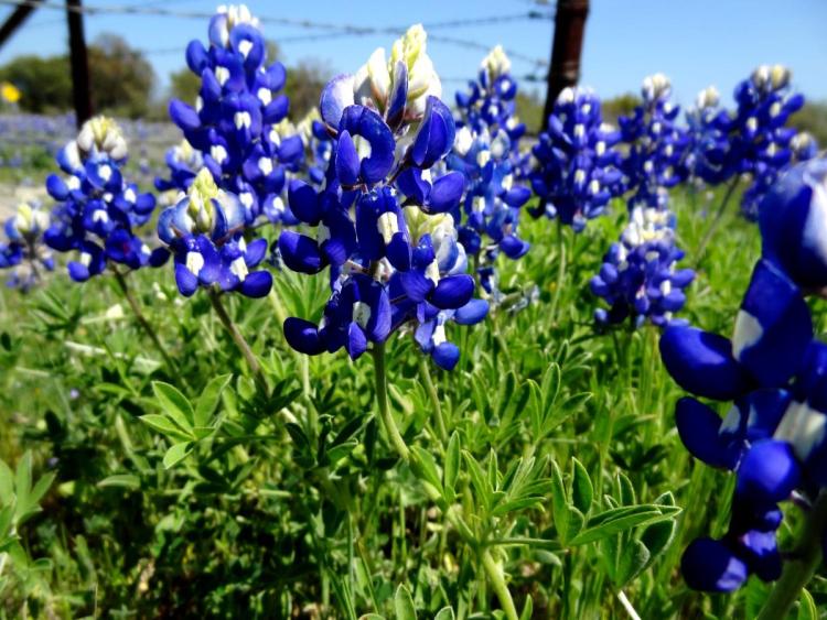 Texas Wildflowers Bluebonnets