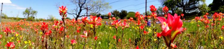 Texas Wildflowers Indian Paintbrushes 