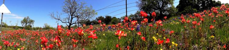 Texas Wildflowers Indian Paintbrushes Texas Hill Country
