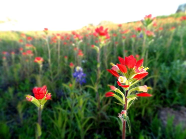 Texas Wild Flowers Inidan Paint Brush