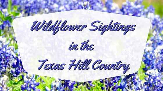 Texas Wildflowers: Bluebonnet Sightings in the Texas Hill Country