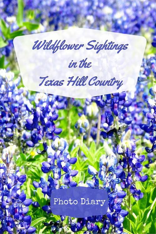 Wildflower Sightings in the Texas Hill Country