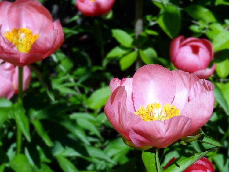 Arboretum in Washington DC - Asian Valley Pink Flower