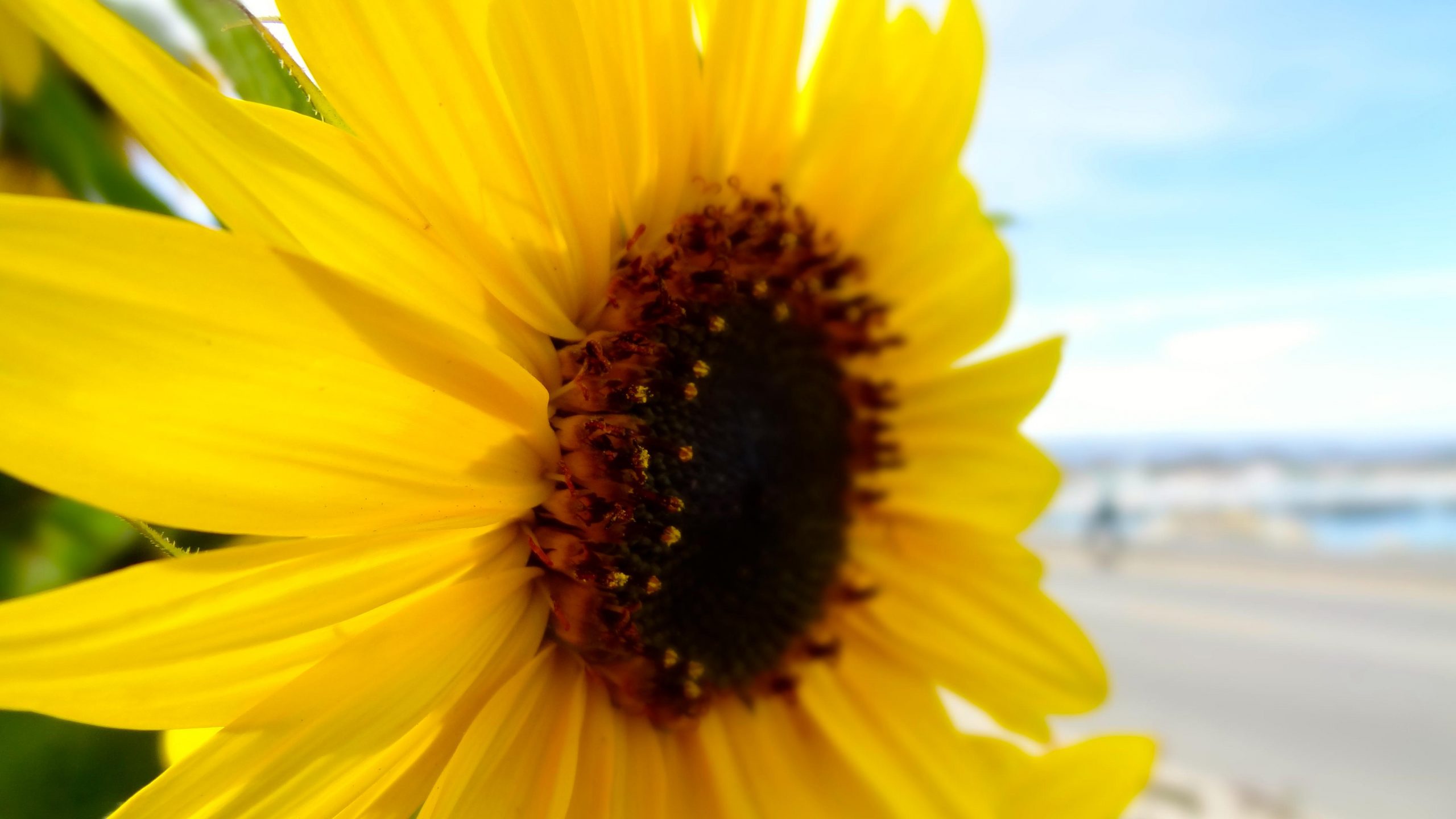 Santa Cruz: Beach Town & Sunflowers
