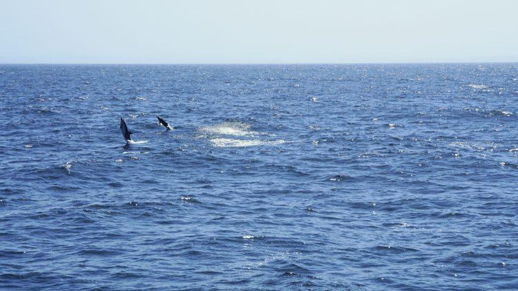 Whale Watching San Diego - Jumping Dolphins