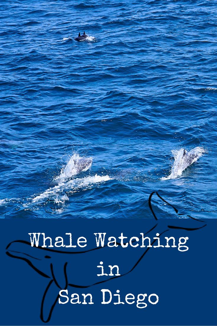 Whale Watching in San Diego Maria Abroad