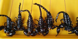 Edible Insects – A Push Outside Your Comfort Zone