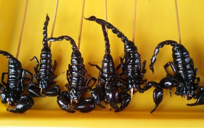 Edible Insects – A Push Outside Your Comfort Zone